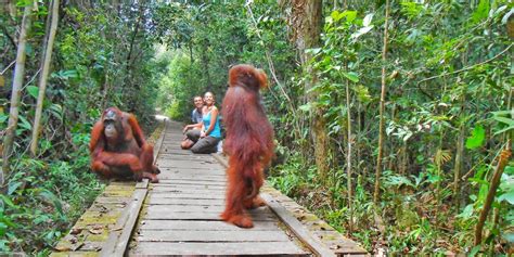 Taman Nasional Tanjung Puting: En unik upplevelse av orangutanger i det gröna hjärtat av Borneo!