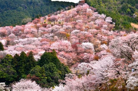  Yoshino Mountain Cherry Blossoms: Enchanting Blooms and Timeless Beauty